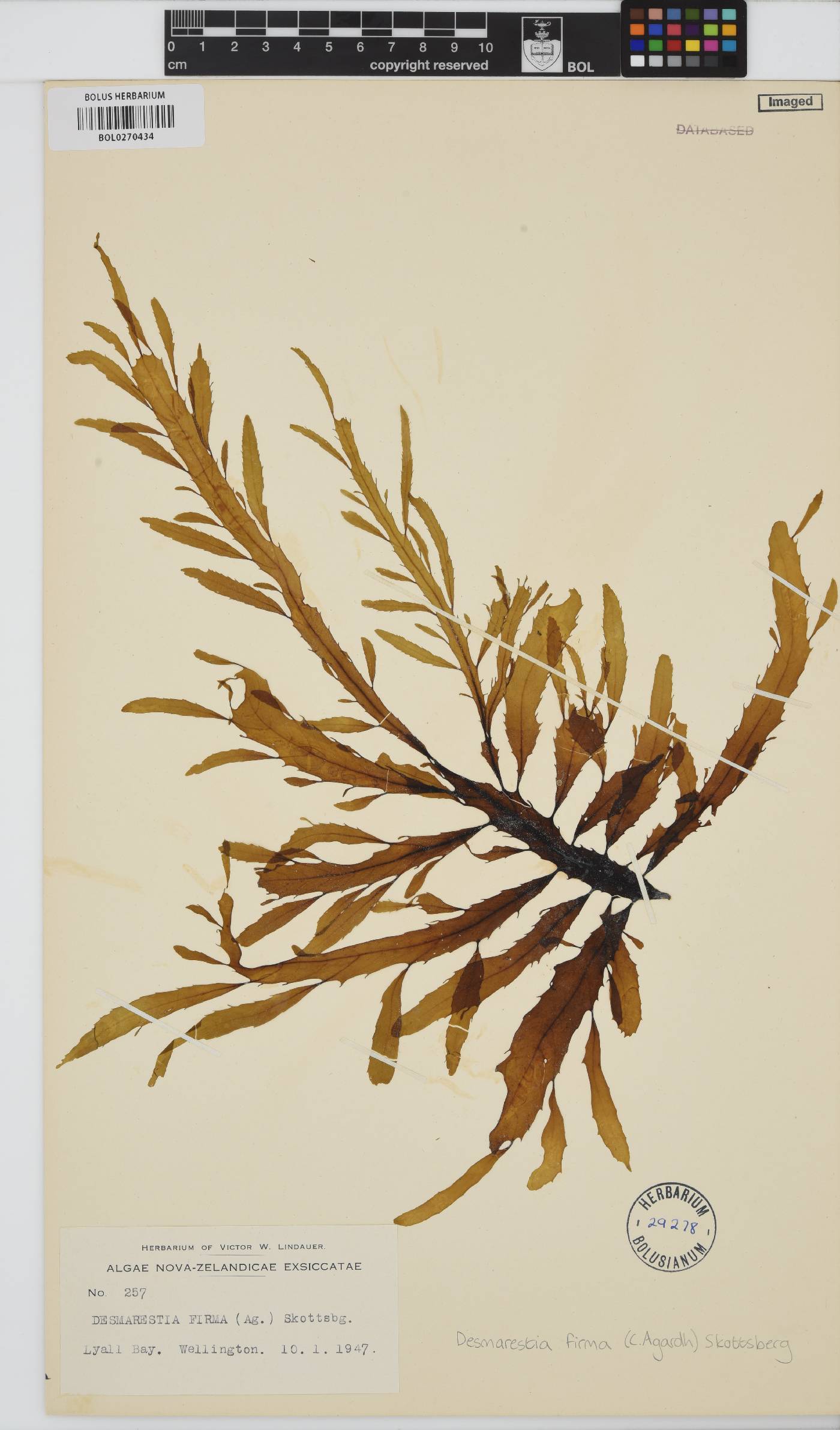 Desmarestia herbacea image