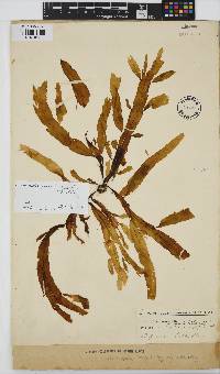 Desmarestia herbacea image
