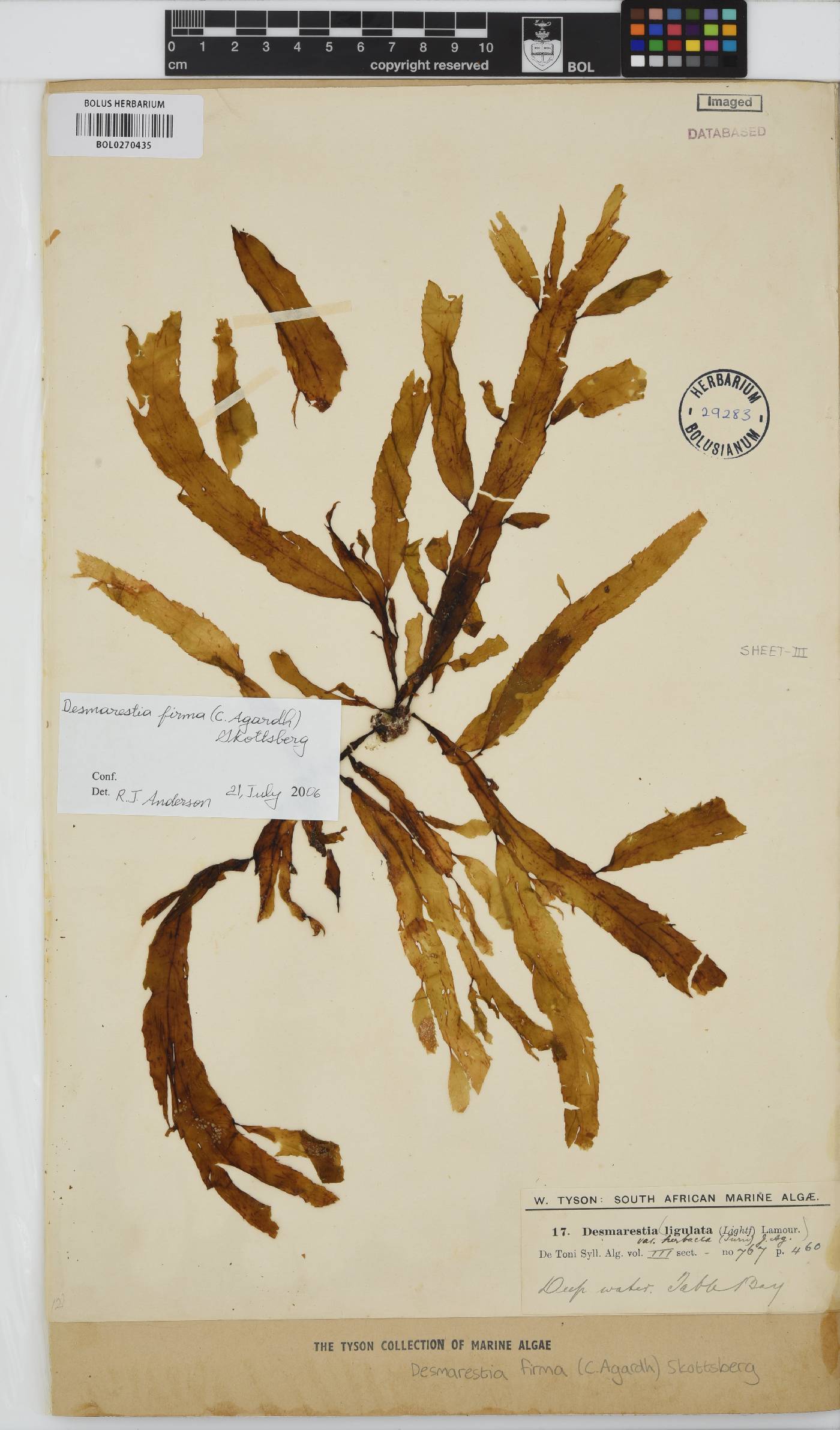 Desmarestia herbacea image