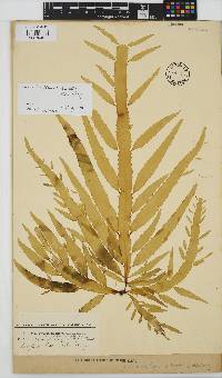 Desmarestia herbacea image
