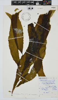 Desmarestia herbacea image