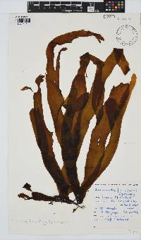 Desmarestia herbacea image