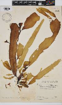 Desmarestia herbacea image