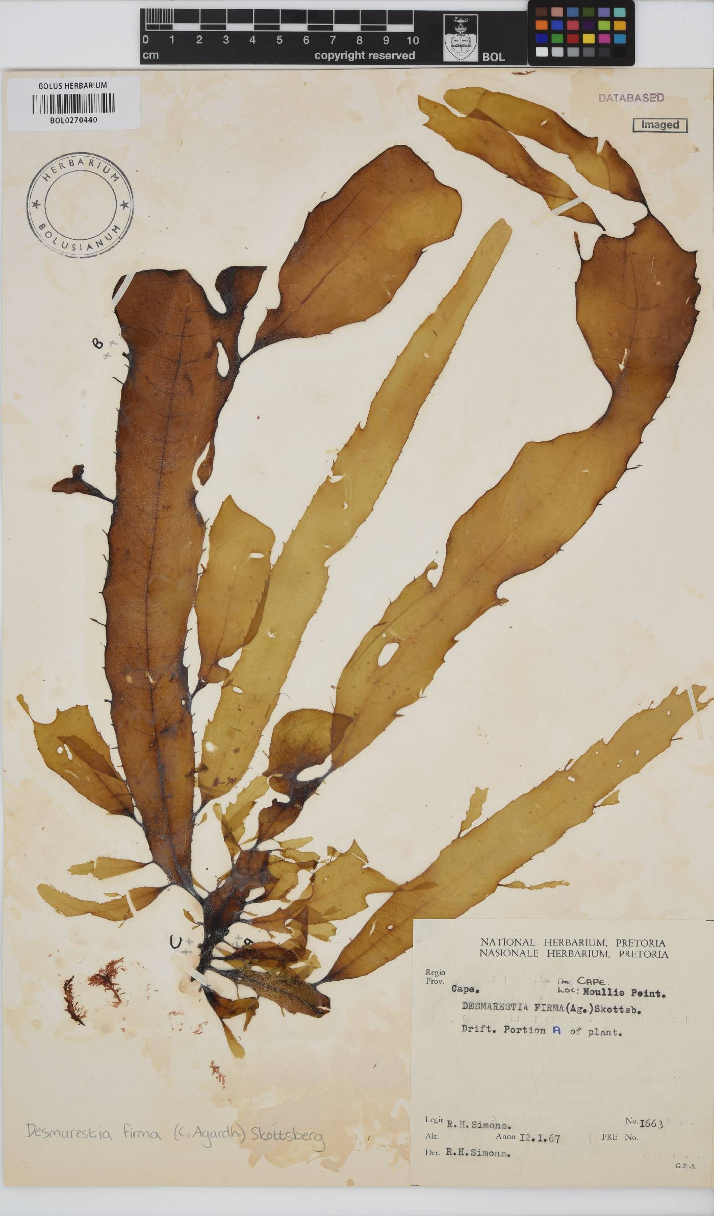 Desmarestia herbacea image