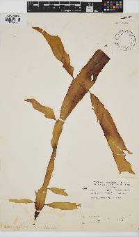 Desmarestia herbacea image