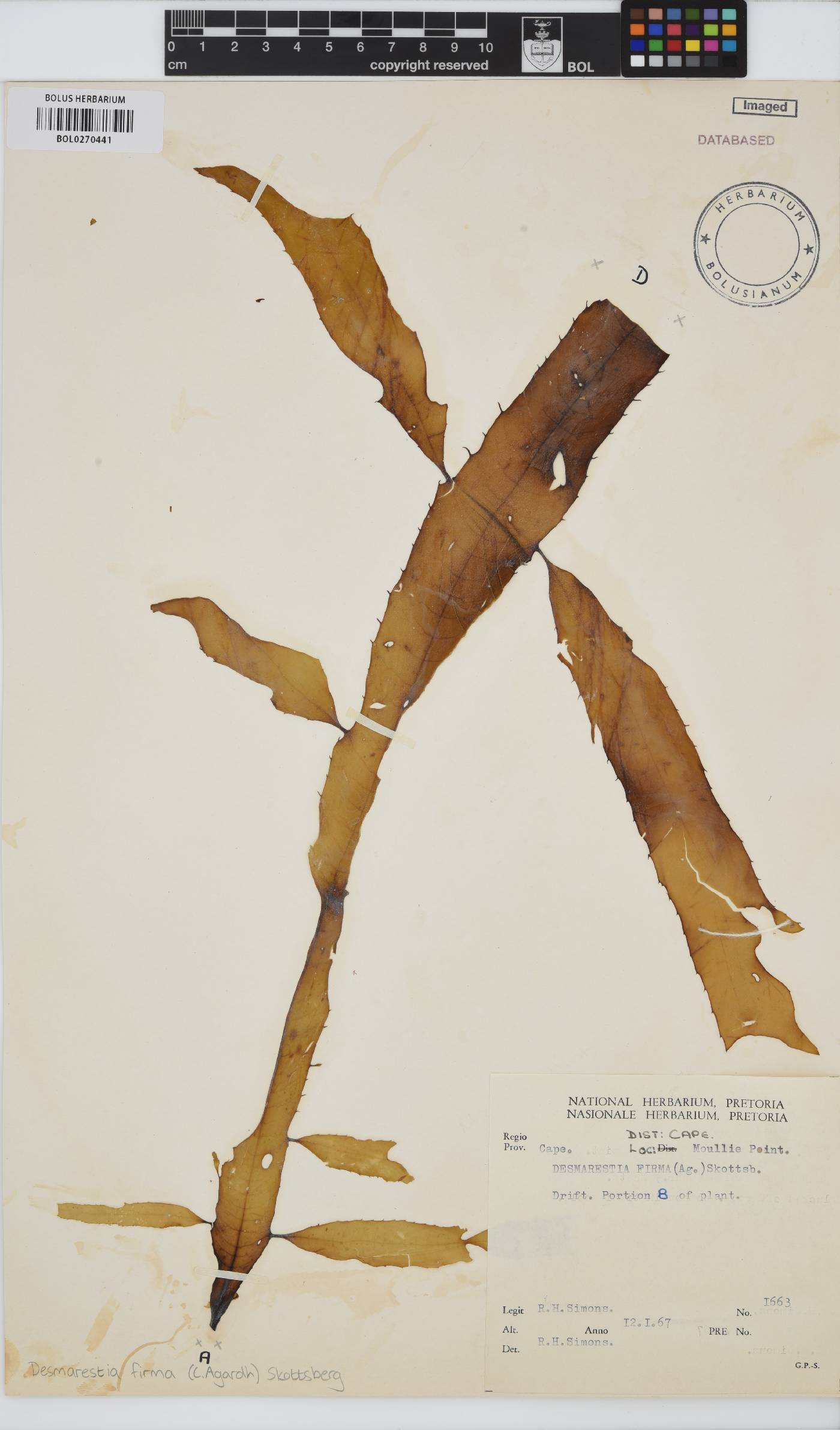Desmarestia herbacea image