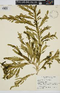 Image of Desmarestia herbacea