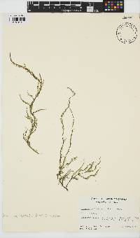 Image of Desmarestia intermedia
