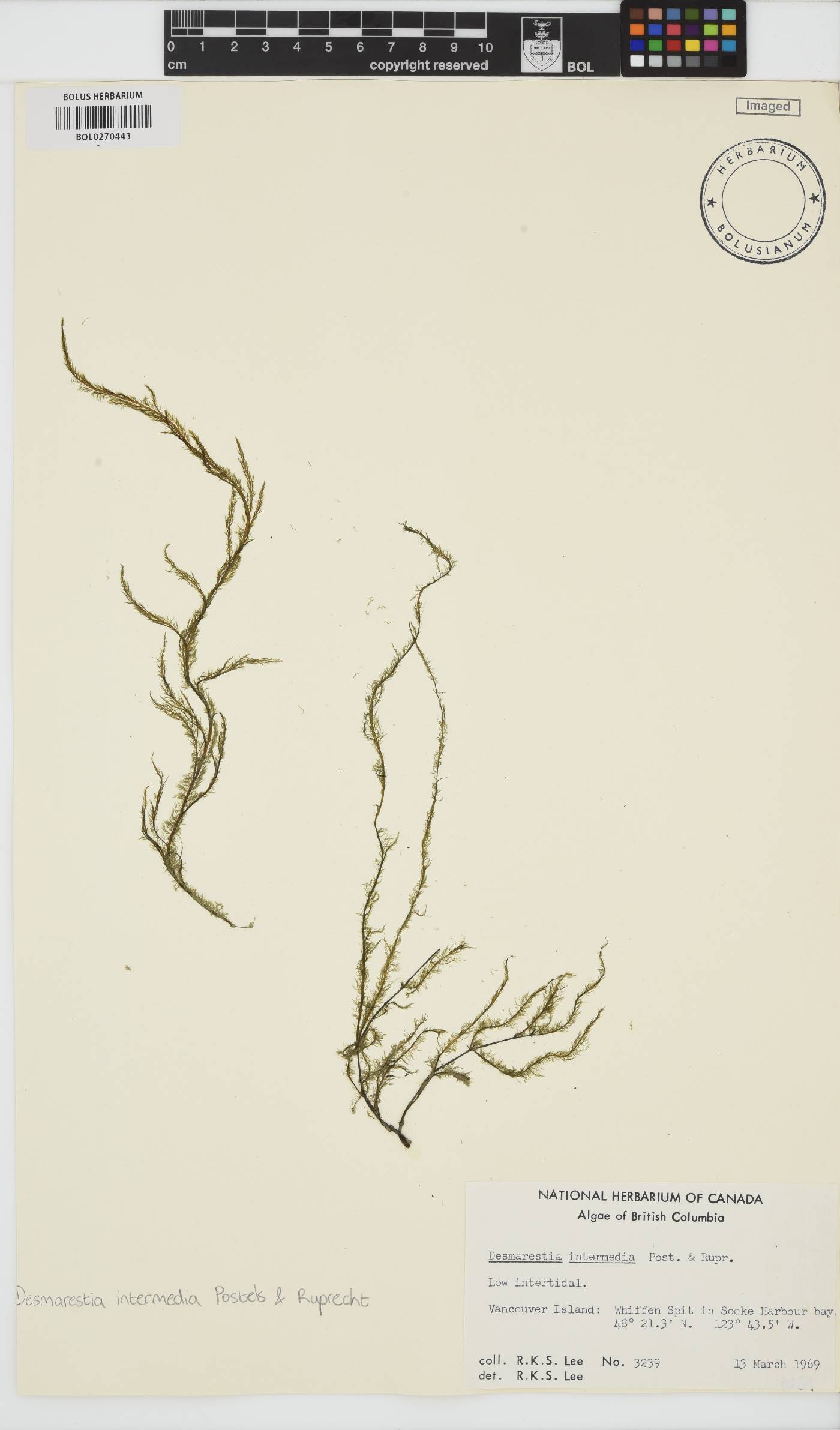 Desmarestia intermedia image