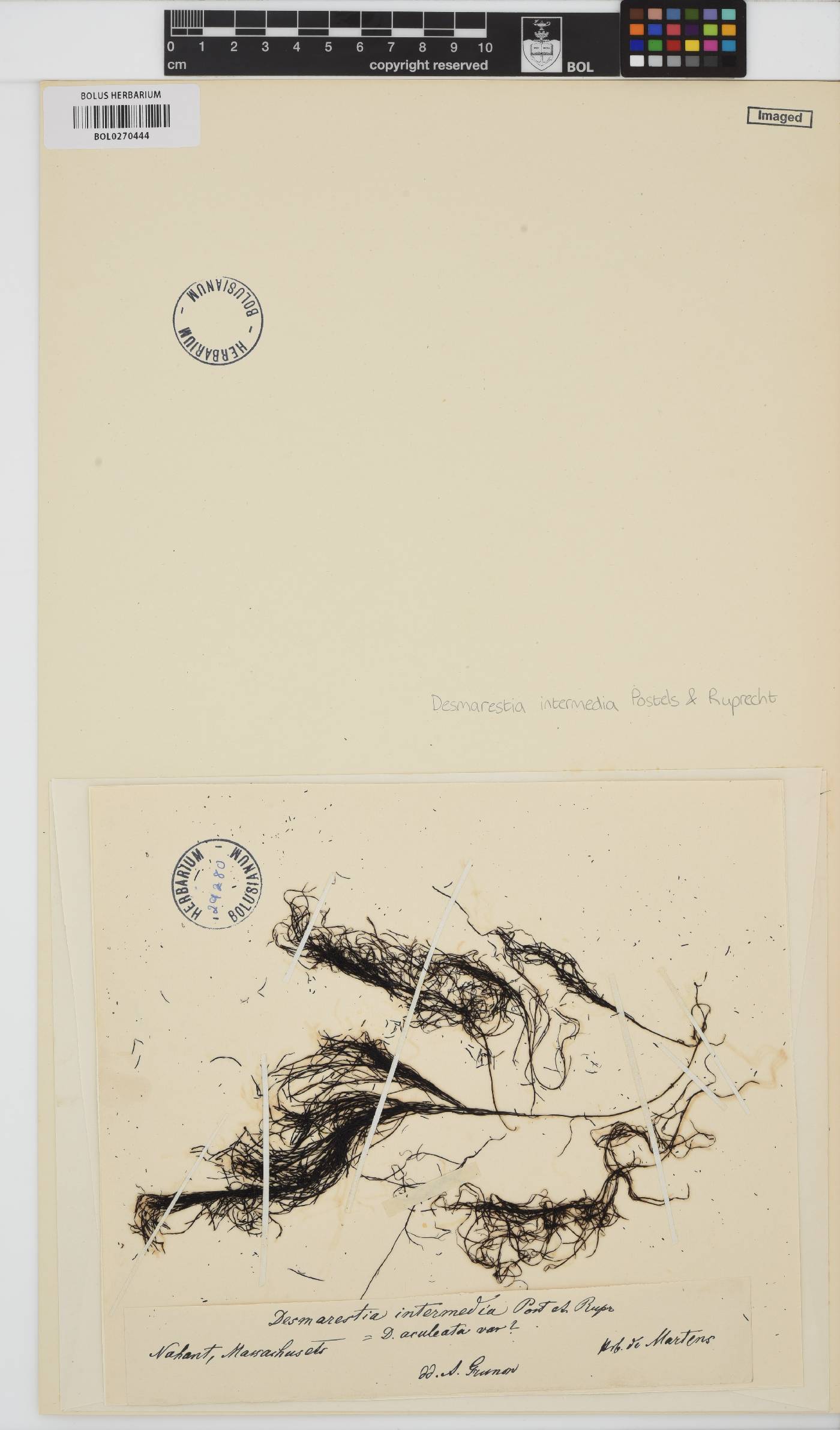 Desmarestia intermedia image