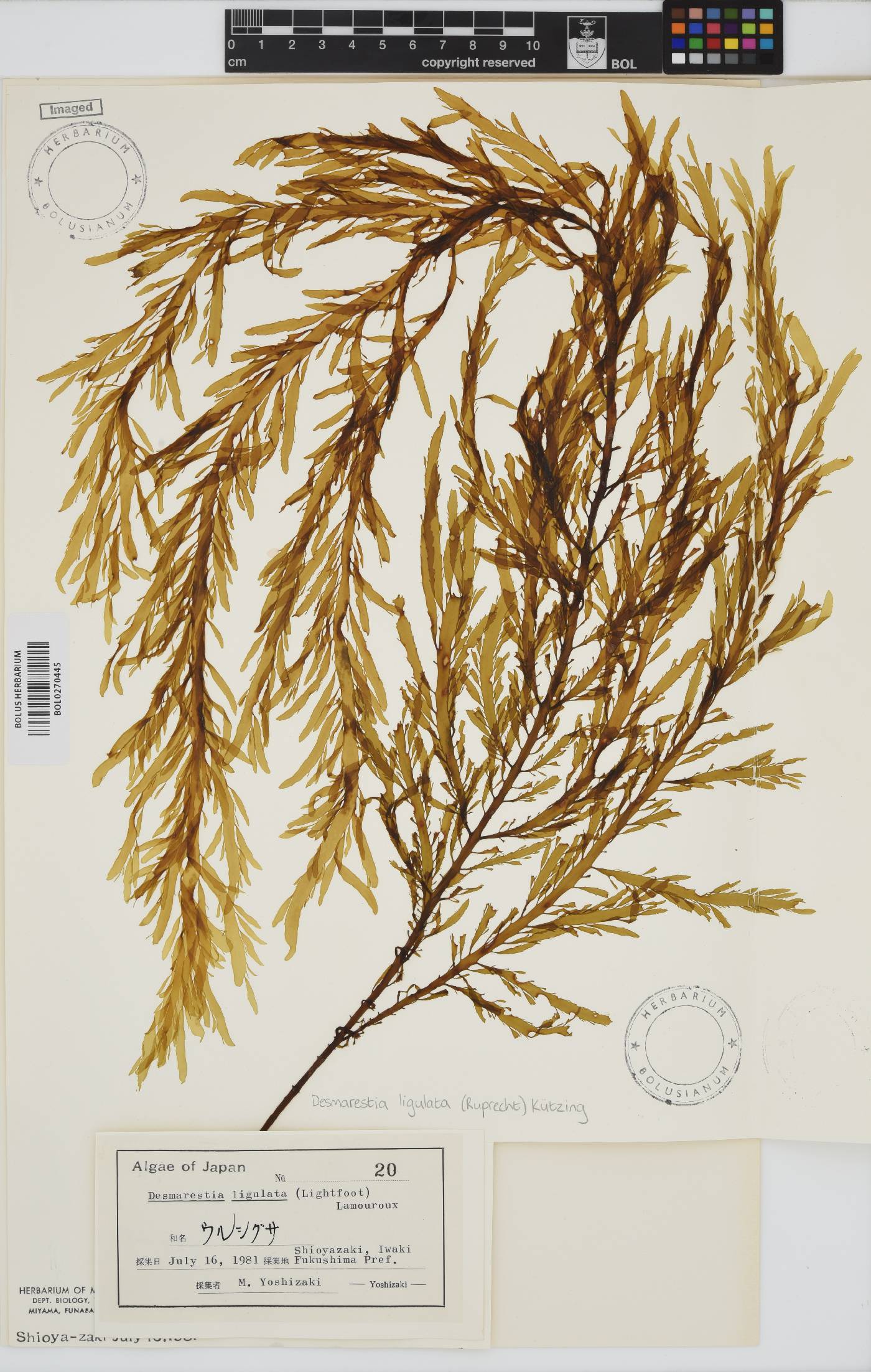 Desmarestia ligulata image