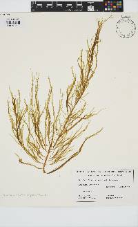 Desmarestia ligulata image