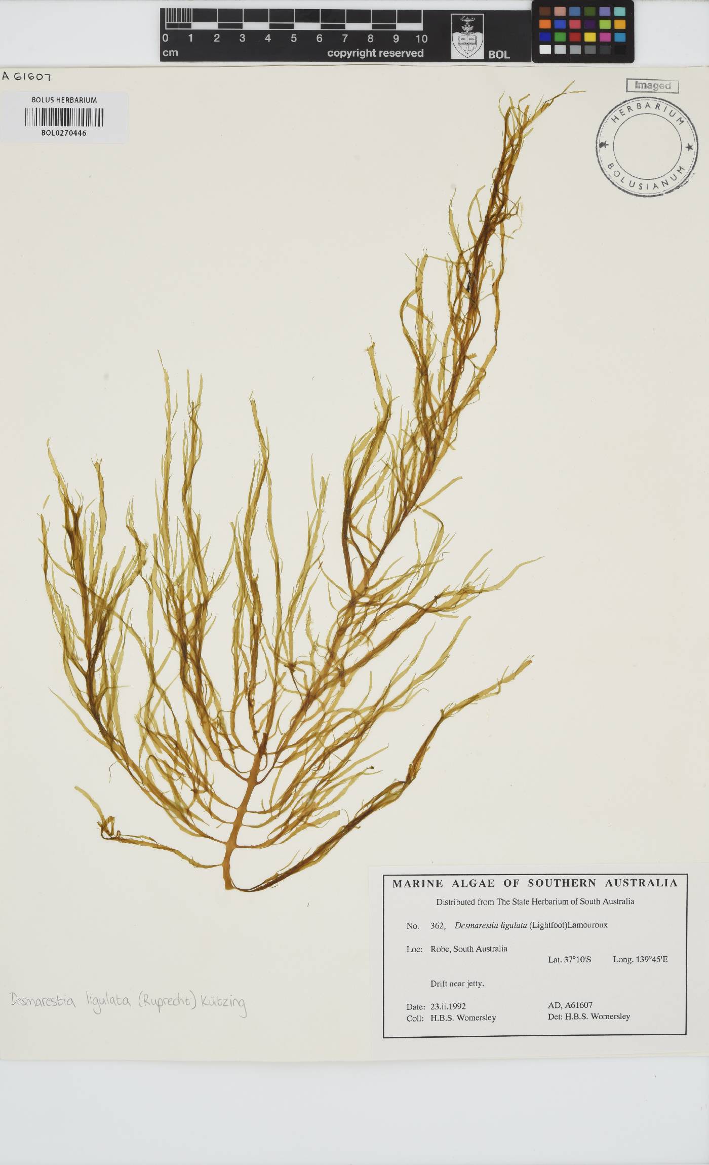 Desmarestia ligulata image