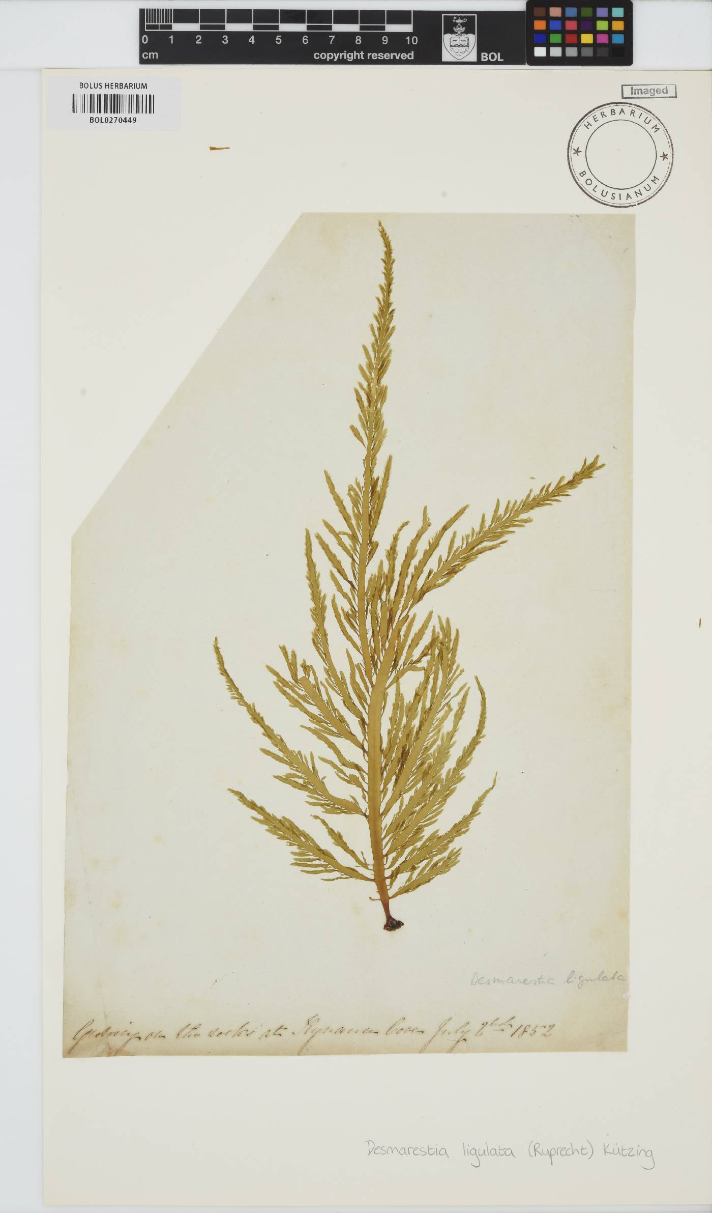 Desmarestia ligulata image