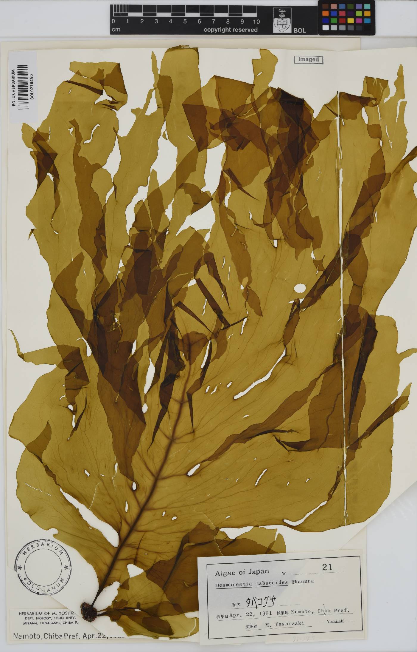 Desmarestia dudresnayi subsp. tabacoides image