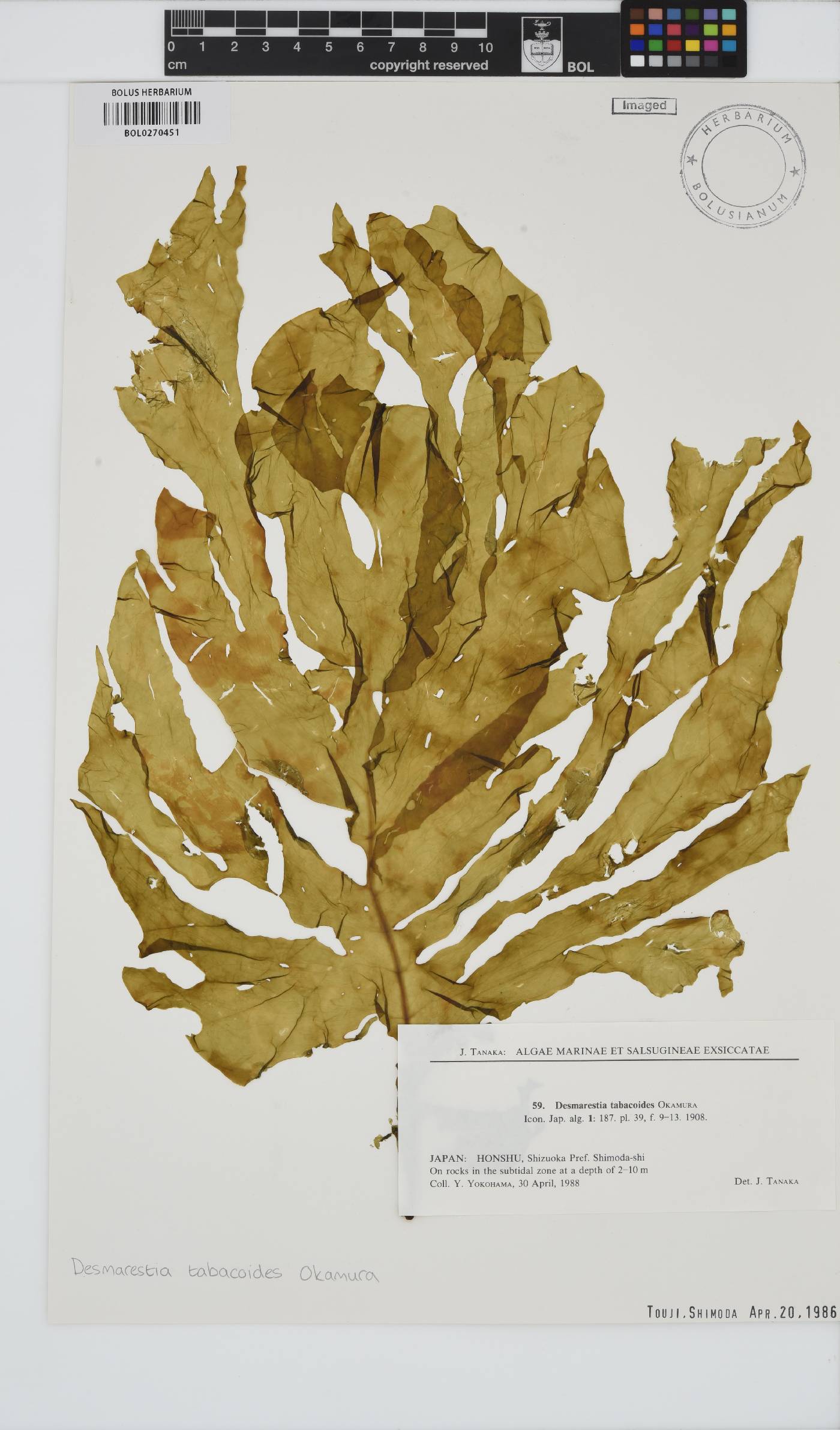 Desmarestia dudresnayi subsp. tabacoides image