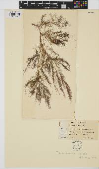 Image of Desmarestia viridis