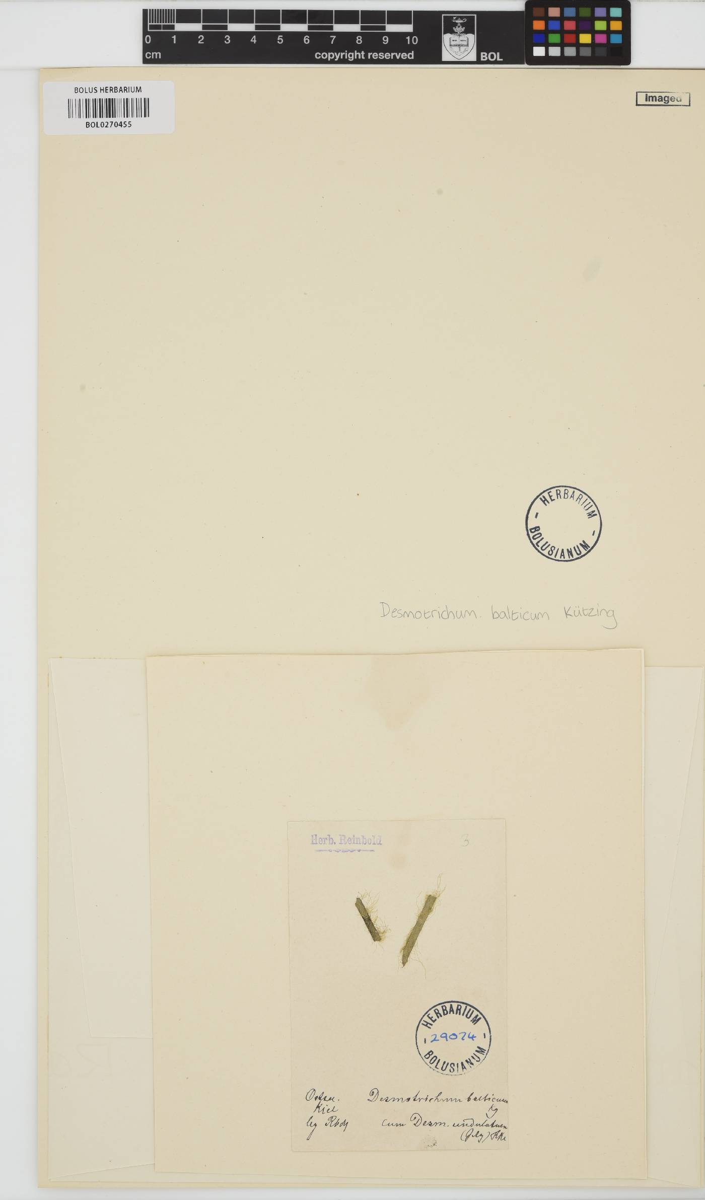 Punctaria tenuissima image