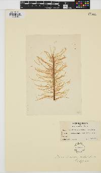 Punctaria tenuissima image