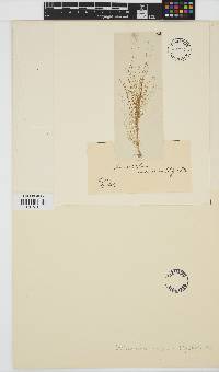 Punctaria tenuissima image