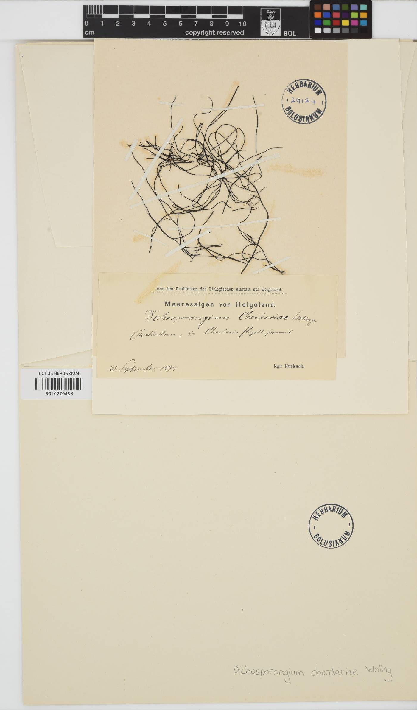 Chordaria flagelliformis image