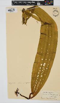 Dictyoneurum californicum image