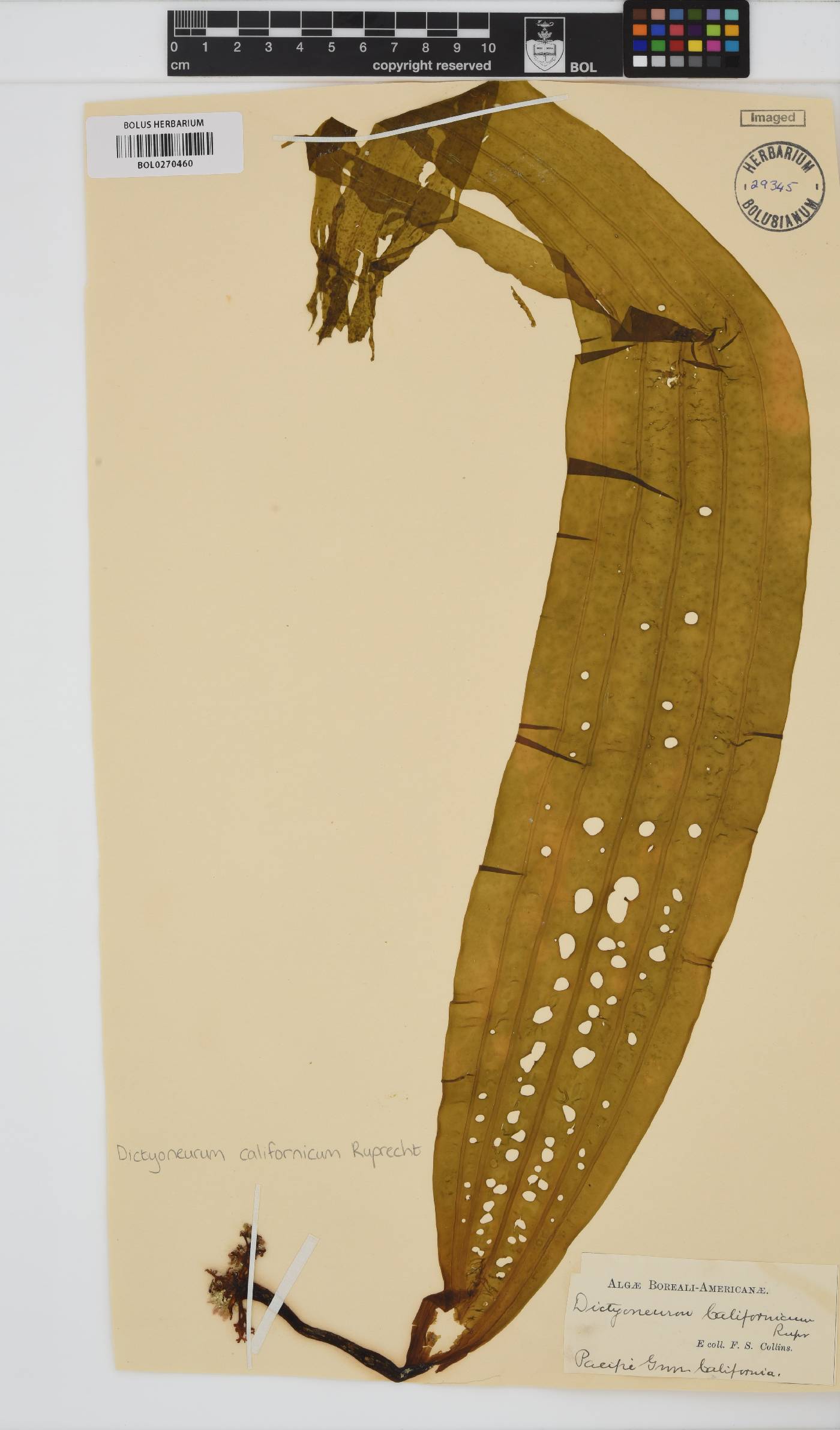 Dictyoneurum image