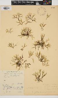 Dictyopteris delicatula image
