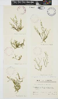 Dictyopteris delicatula image