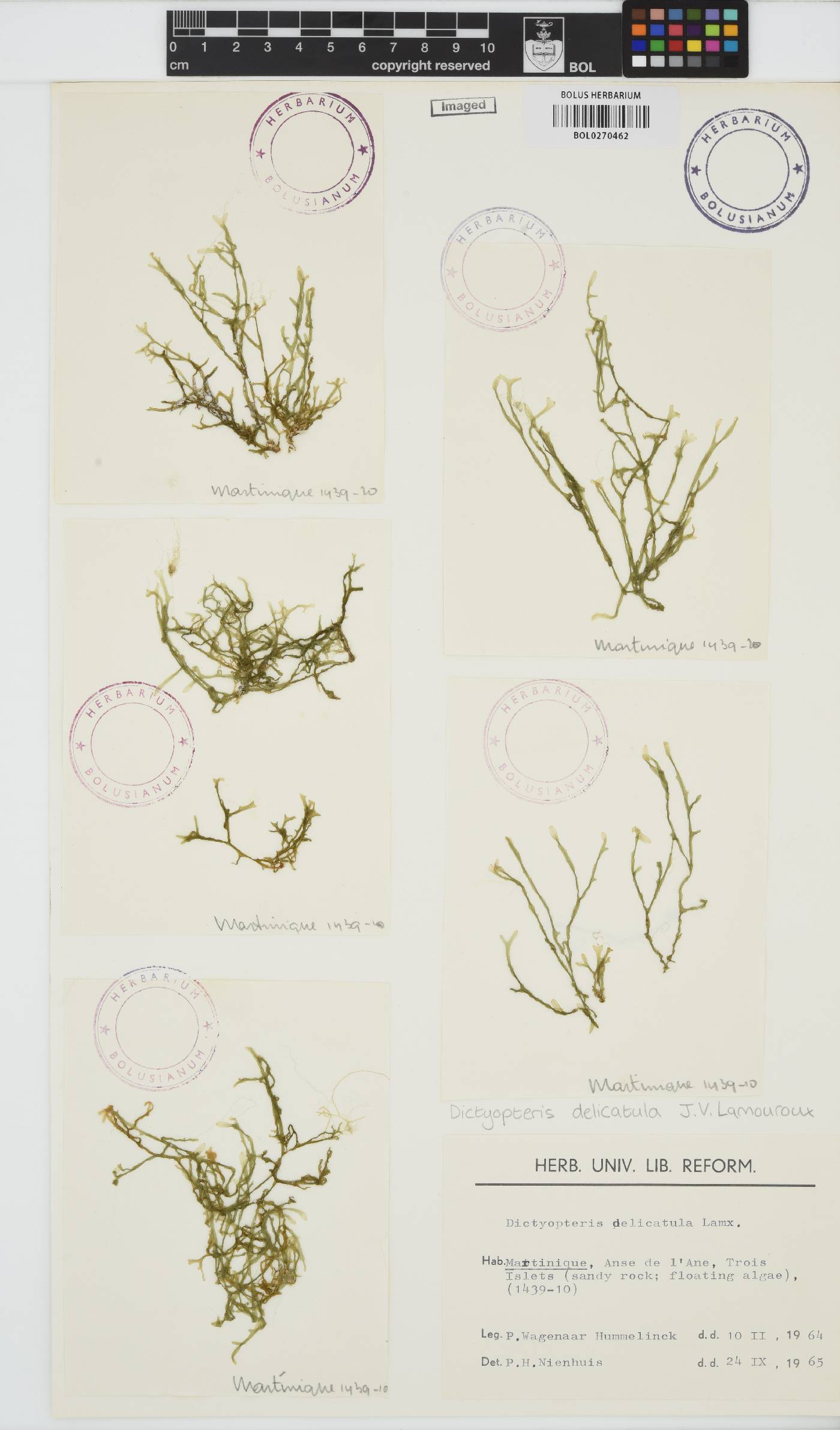 Dictyopteris delicatula image