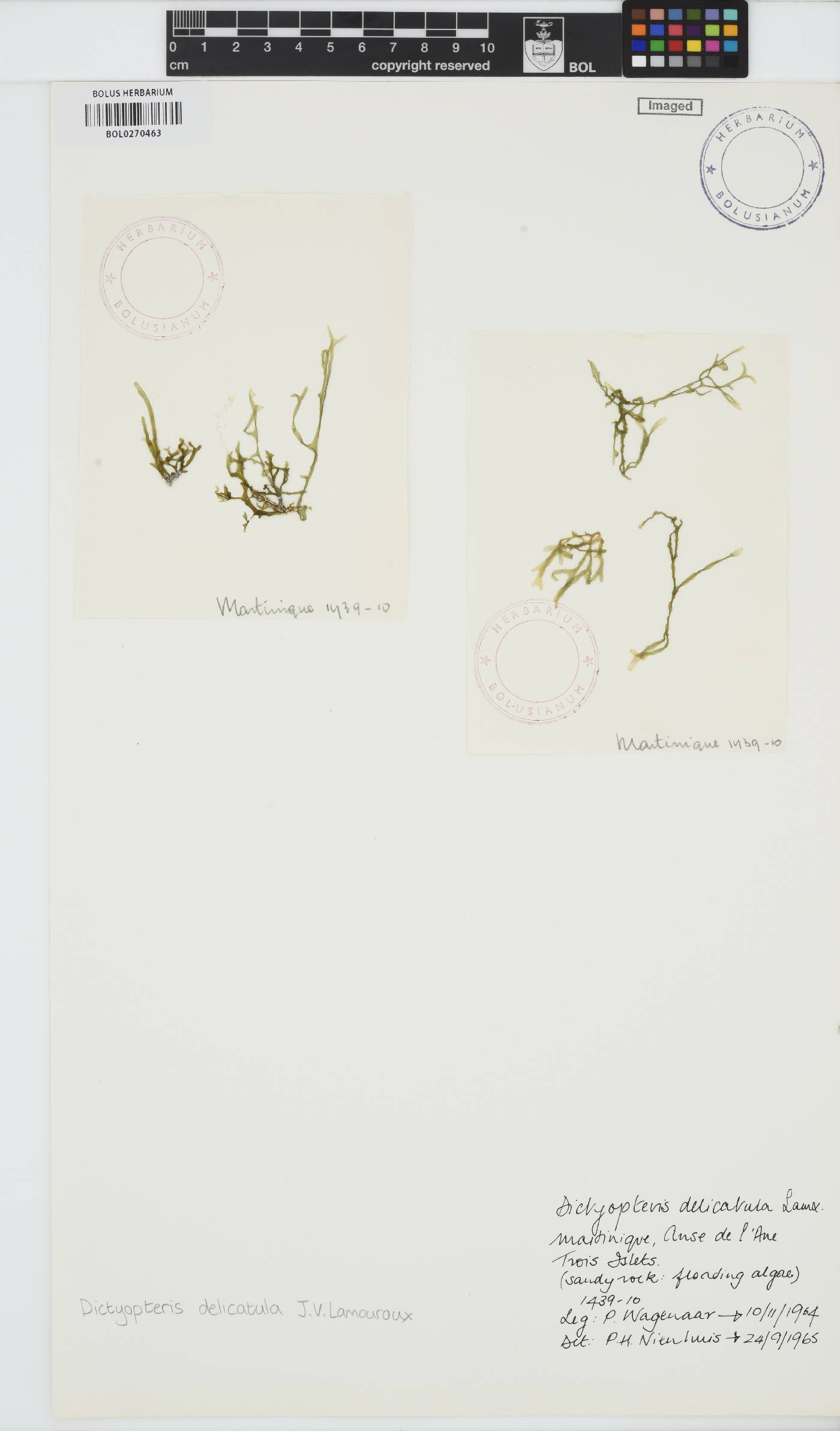 Dictyopteris delicatula image