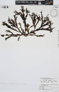 Image of Dictyopteris divaricata