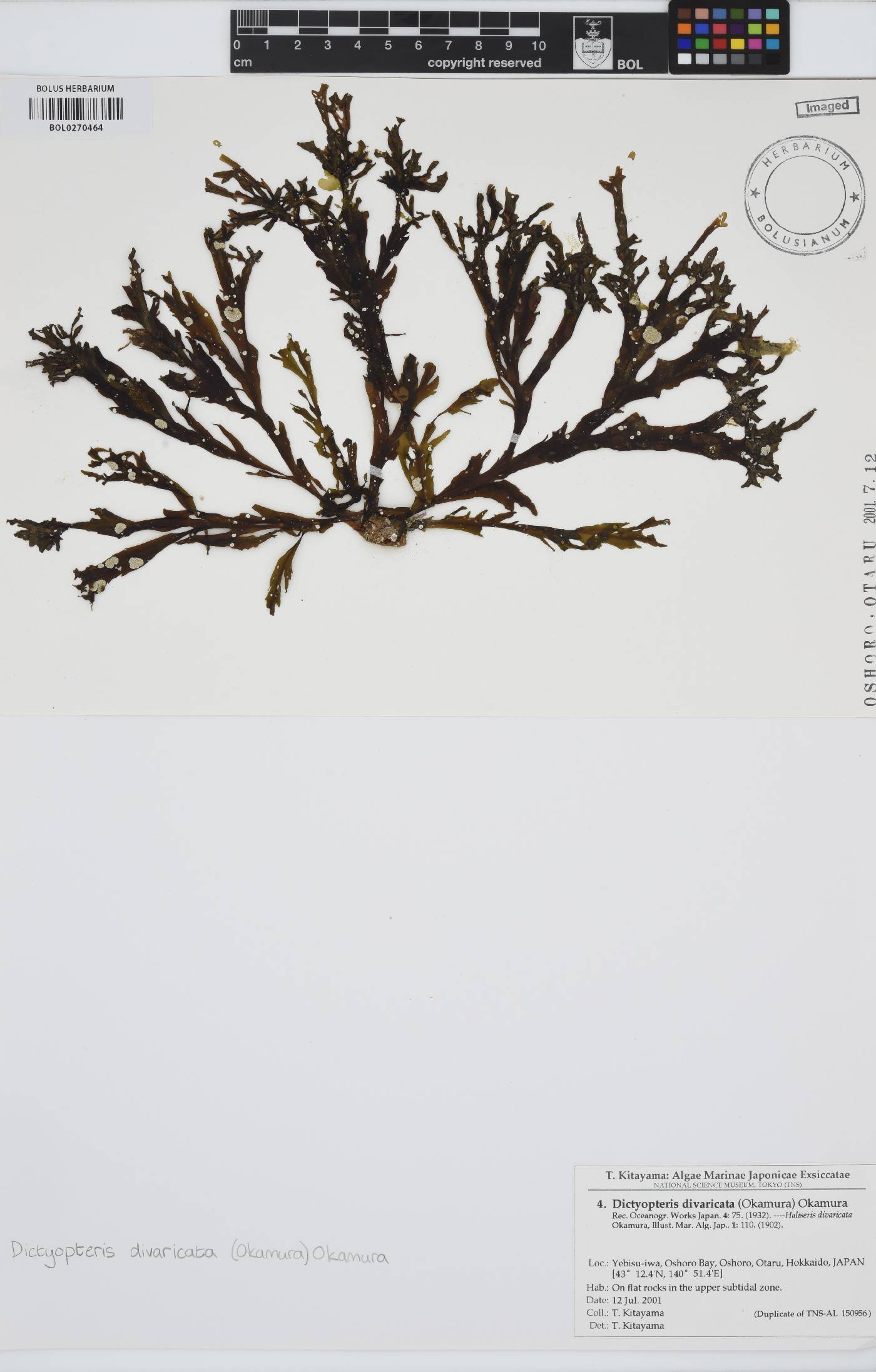 Dictyopteris divaricata image