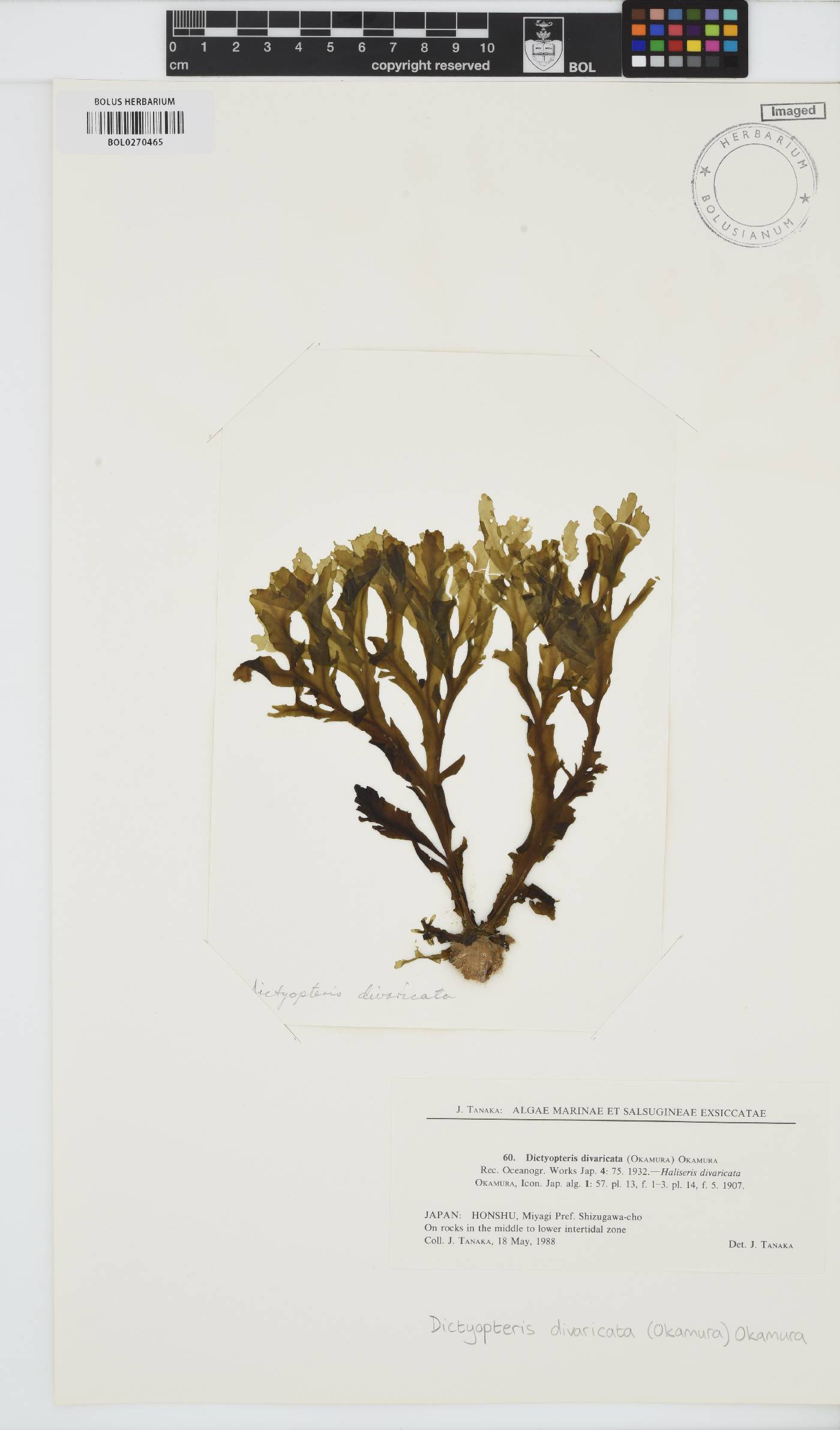 Dictyopteris divaricata image