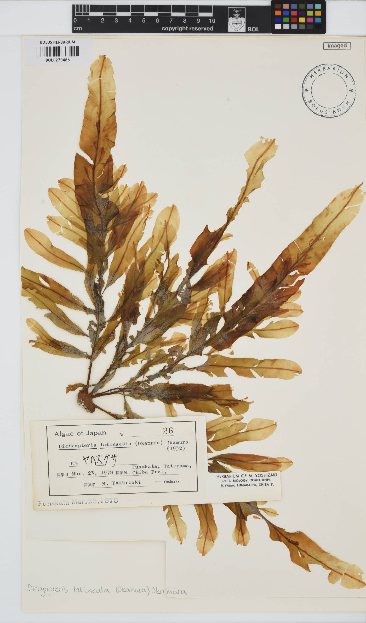 Dictyopteris latiuscula image