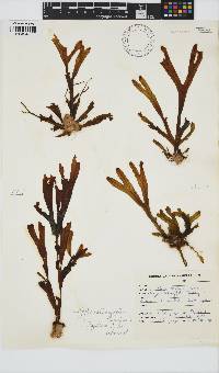 Dictyopteris ligulata image