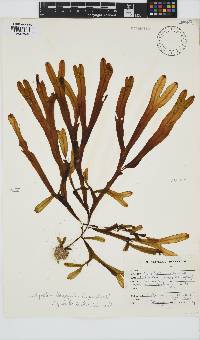 Dictyopteris ligulata image