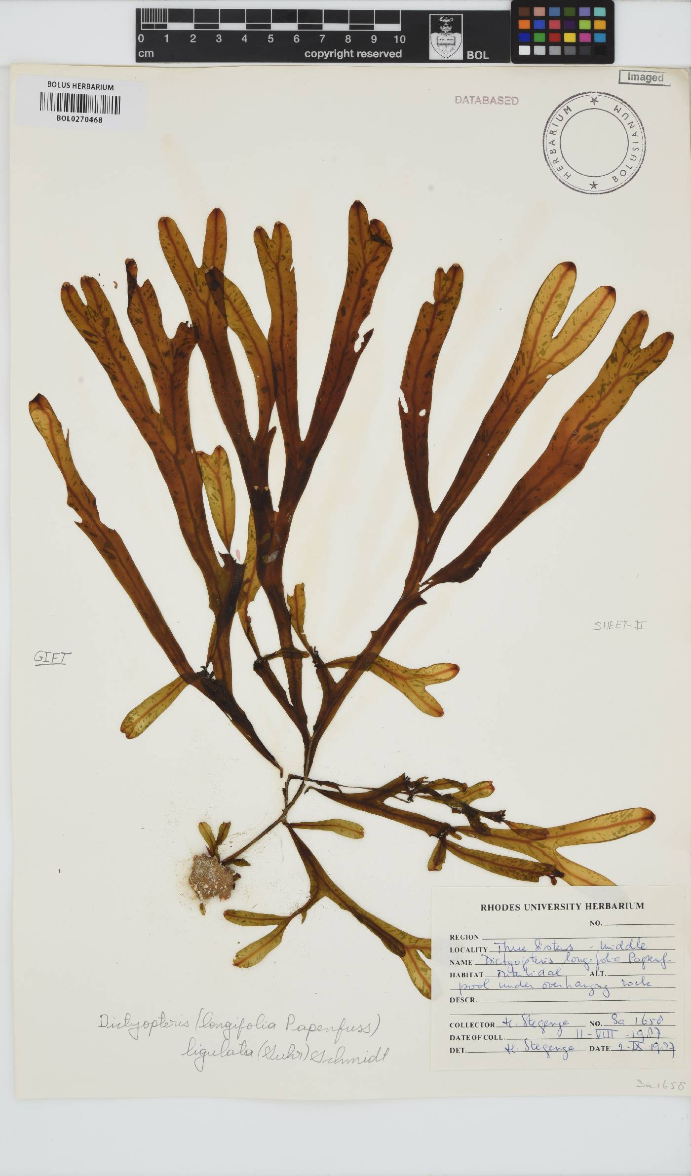 Dictyopteris ligulata image