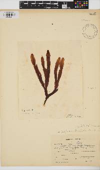 Dictyopteris ligulata image