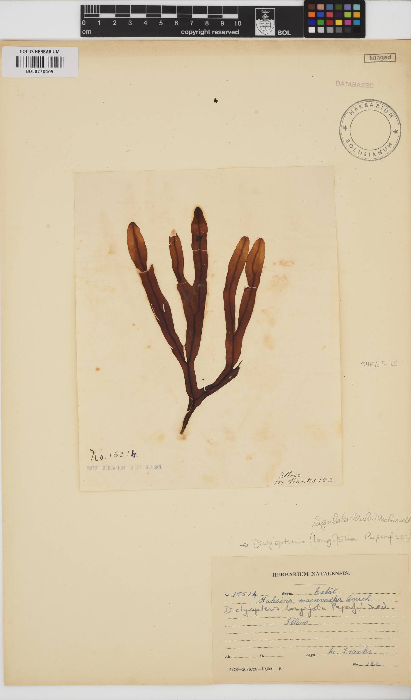 Dictyopteris ligulata image