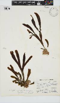 Dictyopteris ligulata image