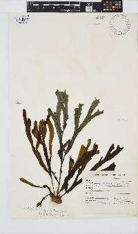 Dictyopteris ligulata image