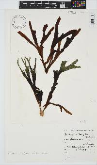 Dictyopteris ligulata image