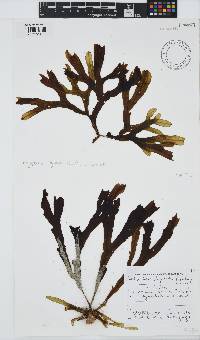 Dictyopteris ligulata image