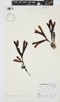 Dictyopteris ligulata image