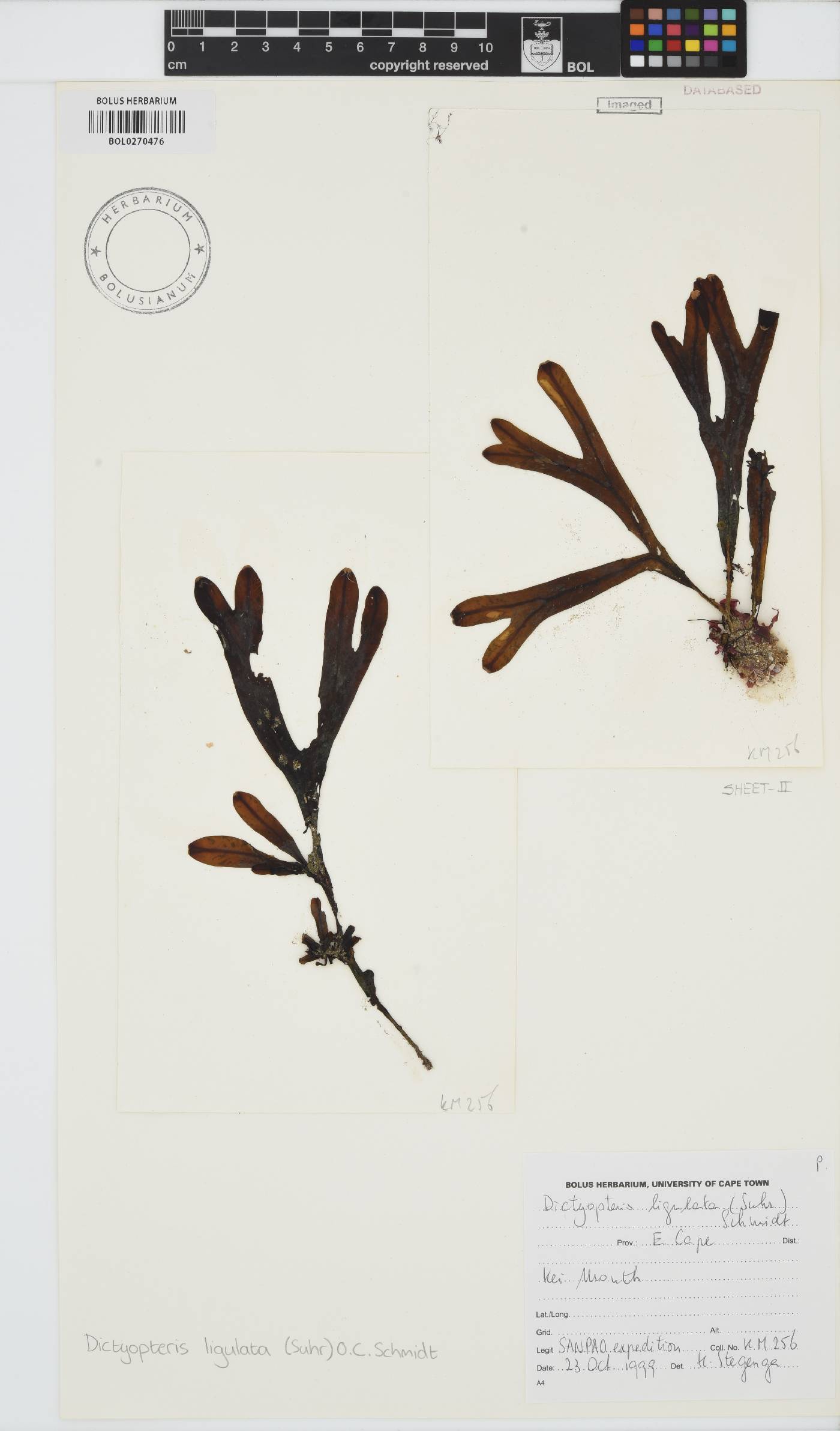 Dictyopteris image