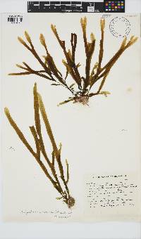 Dictyopteris macrocarpa image