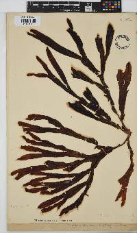 Dictyopteris macrocarpa image