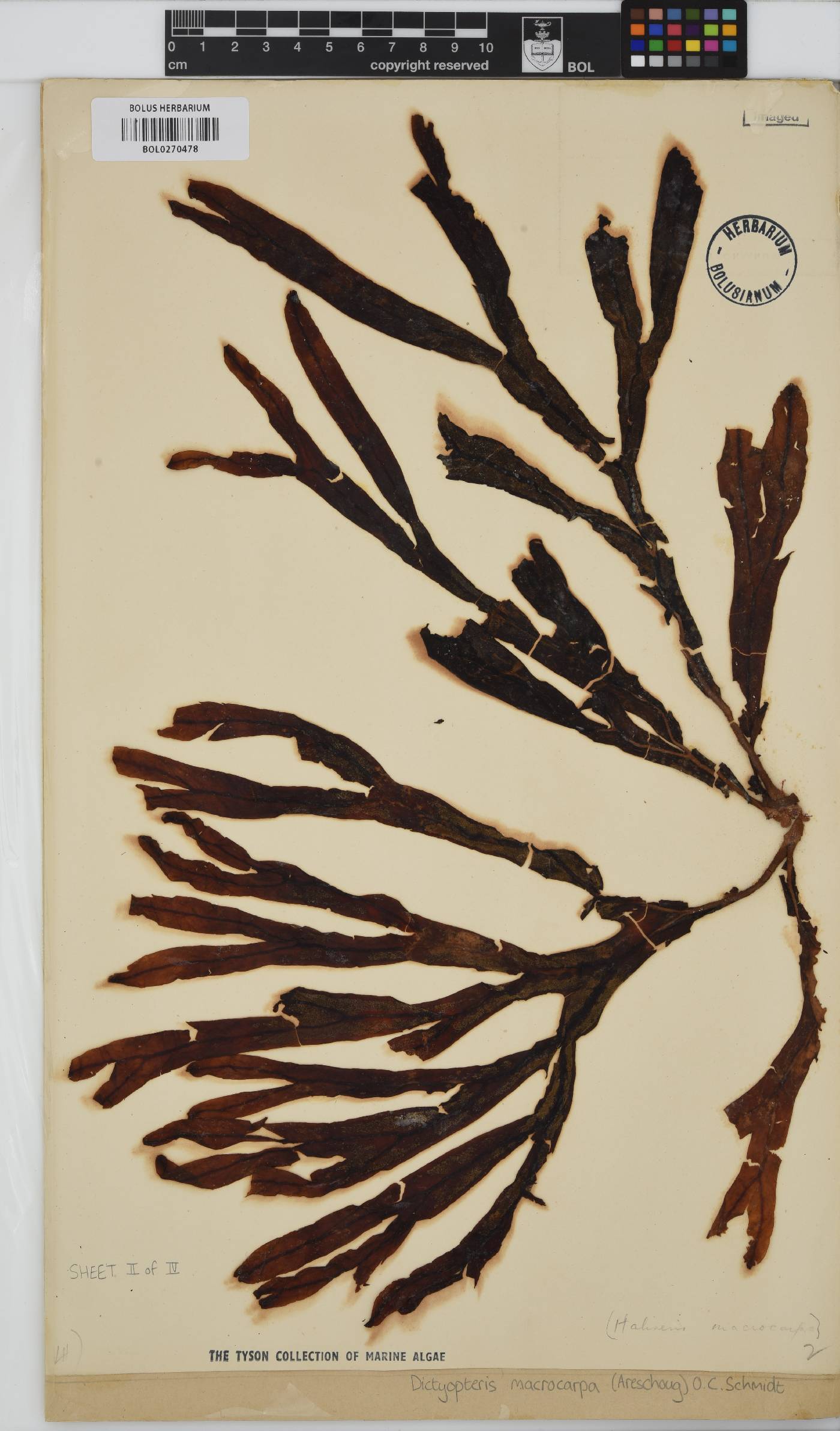 Dictyopteris macrocarpa image