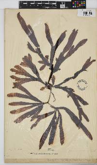 Dictyopteris macrocarpa image